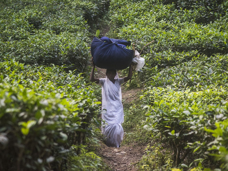 plantaciones-de-te-en-bangladesh.jpg