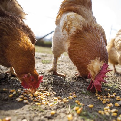 gallinas-de-corral.jpg