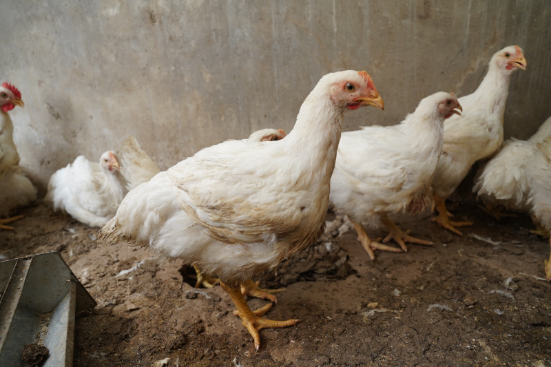 gallinas-senegal-(1).JPG