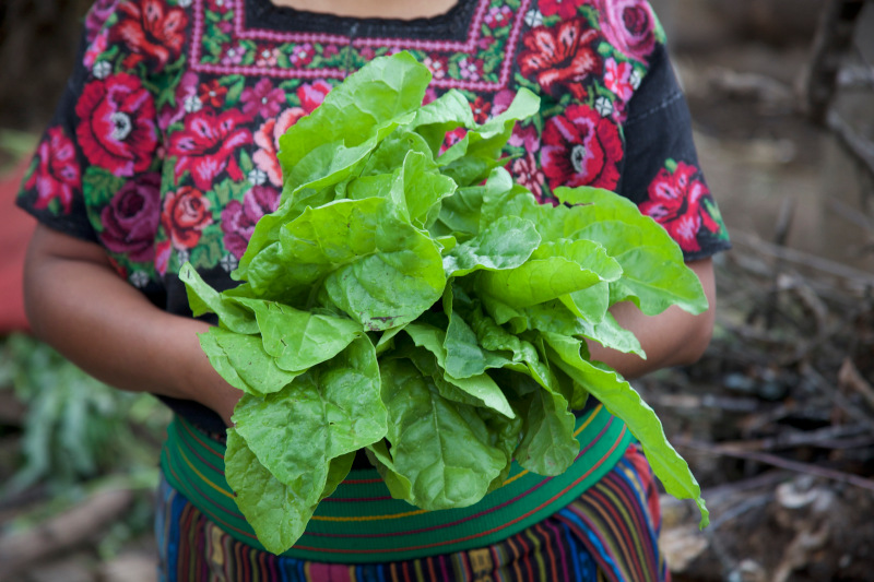 huerto-guatemala.jpg