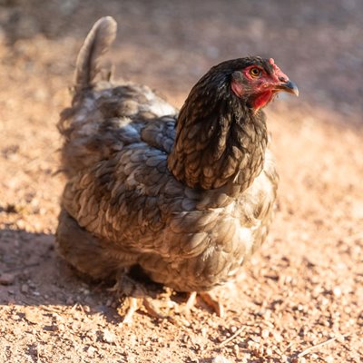 Gallinas de corral